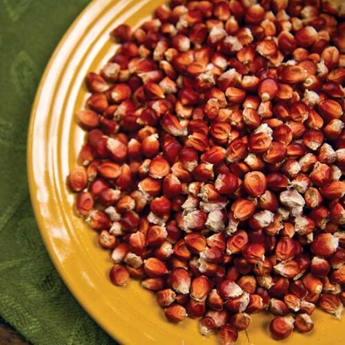 ‘Floriani Red Flint’: The Perfect Staple Crop